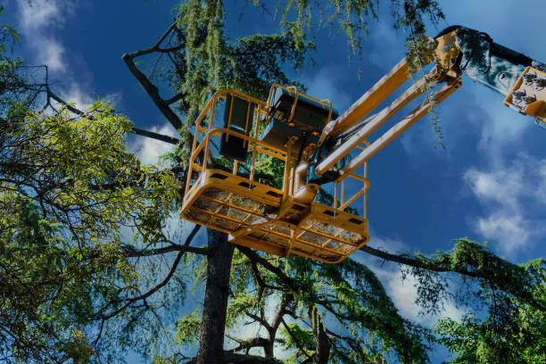 Best Tree Preservation Services  in Southchase, FL